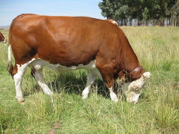 Asociación Nacional de Criadores de Ganado Vacuno Fleckvieh-Simmental ...